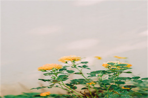 四川师大附中高中部2024年排名