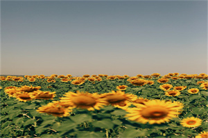 安徽兴鹏科技学校2024年招生录取分数线