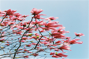 成都艺术职业学院五年制大专网站网址