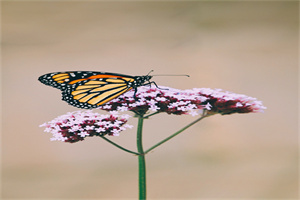 氯化镁和硝酸银反应方程式