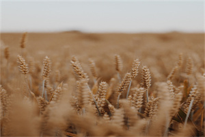 广州番禺职业技术学院五年制大专2024年报名条件、招生要求、招生对象