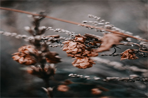 达州职业技术学院五年制大专地址在哪里