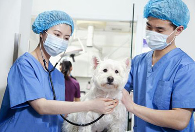 畜牧兽医专业图片